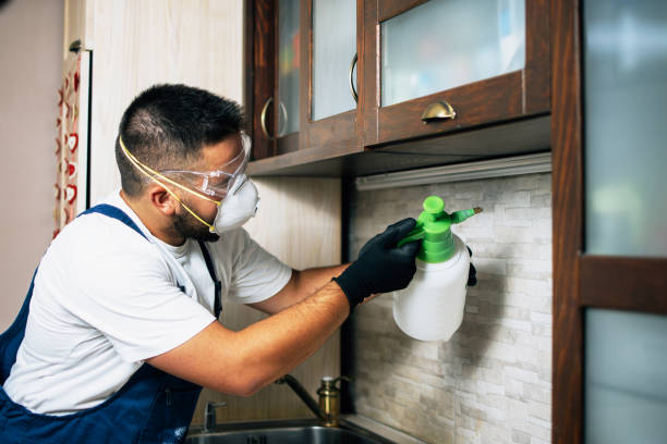 Best Bed Bug Extermination  in Brentwood, MO
