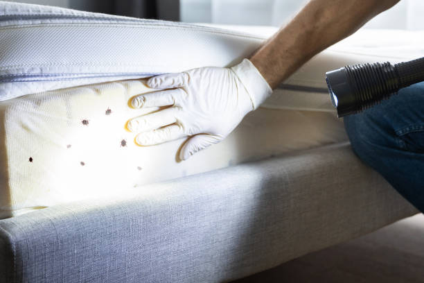 Best Residential Pest Control  in Brentwood, MO