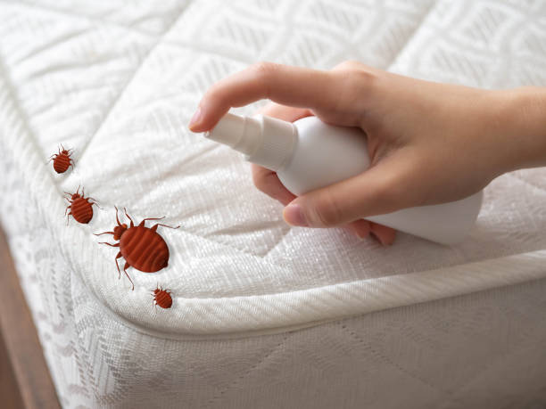 Best Wasp Removal Services  in Brentwood, MO